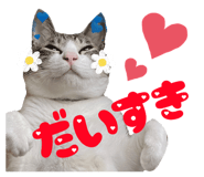 856127568