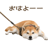 856133518