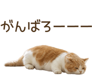 856133525