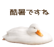856133538