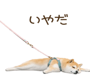 856133541
