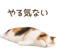 856133543