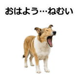 856136625