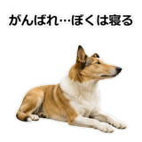 856136636