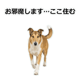856136655