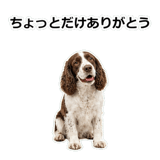 856136667