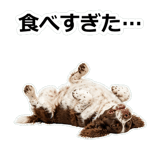 856136796