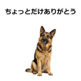 856136827