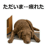 856137006