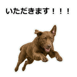 856137008