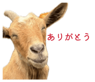 856147642