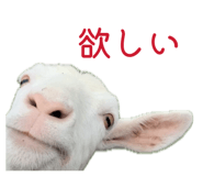 856147644
