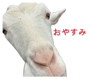856147646