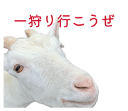 856147647