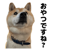 856191845