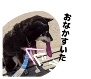 856193437