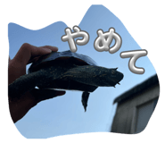 856193603