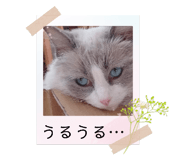 856195316