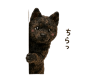 856205134