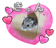 856206815