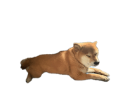 856207370