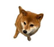 856207371