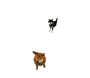 856207372