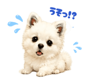 856207444