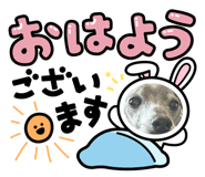 856207497