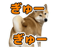 856207561
