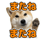 856207565