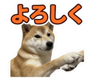 856207572