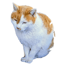 856209217