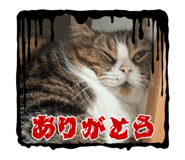 856211652