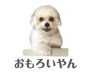 856217525