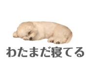 856217531