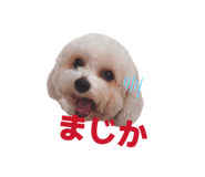 856217533