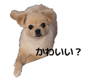 856219248