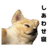 856219255