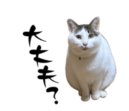 856220065