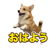 856222644