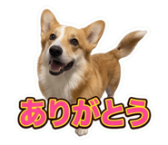 856222646