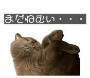 856223166