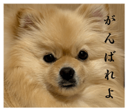 856223225