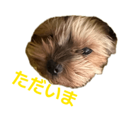 856223608