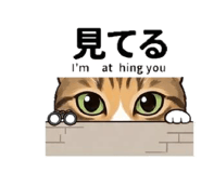 856223666