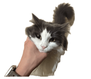 856226155