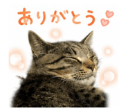856226801