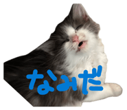 856228655
