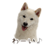856228715